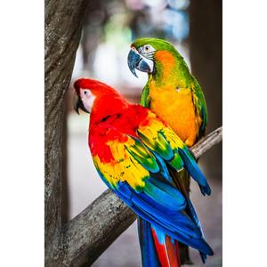 Serviette de plage en coton 350 GSM personnalisée, imprimée numériquement, style tropical, absorbante, pour piscine, salle de sport, utilisation estivale - Product Image 2