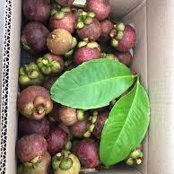 Mangostán Tailandés Orgánico Fresco Premium - Dulce, Jugoso, Rico en Antioxidantes, Grado Khey, Marca Taladthai, 1-2 Semanas de Duración, Delicioso Sabor - Product Image 4