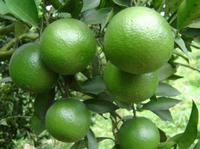 Verse, sappige, zoete, groene sinaasappels uit Vietnam, premium kwaliteit citrusvruchten voor export, klaar voor de internationale markt //Evan