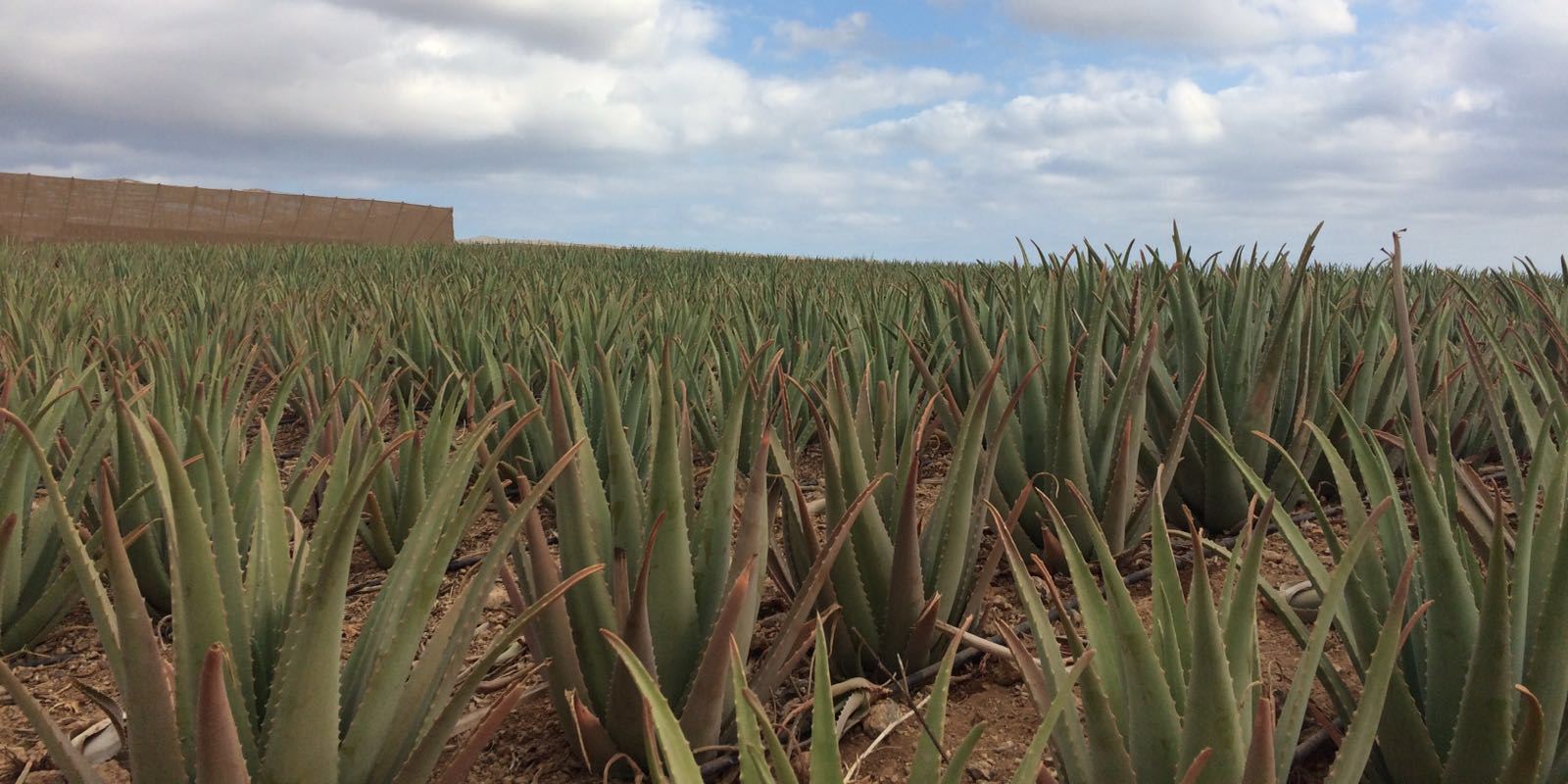aloe vera per emorroidi Balsamo Ristoro Aloe Vera main image 0