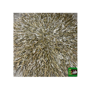 Paraguas de Palma de exportación para sombrilla Paraguas de Palma Premium para sombrilla para decoración de resort Sombra de jardín y patio - Product Image 5