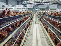 Poulailler préfabriqué en structure métallique