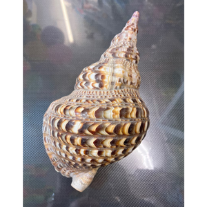 Decoración del mar marino Trompeta Tritón Concha gigante Adornos artesanales naturales Decoración de conchas marinas naturales Decoración del hogar - Product Image 6