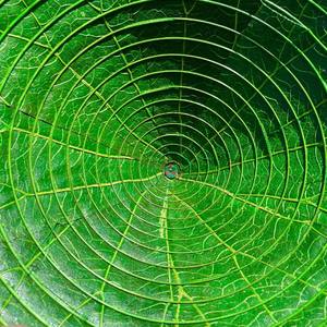 หมวกทรงใบบัวจากเวียดนามสำหรับผู้ซื้อต่างประเทศในราคาที่เหมาะสมและยุติธรรม - Product Image 3