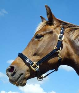 PATENTE alemana BRILLO POSH Cuero Confort Acolchado Show HALTER HEADCOLLAR LATÓN - Product Image 6