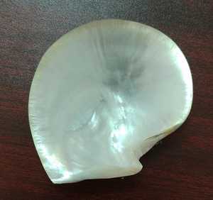 Conchas de nácar de labios negros naturales en tamaño de 5 pulgadas y más con espesor de 5 mm Ideal para diseñadores de Shell Craft - Product Image 3