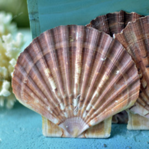 เปลือกหอยขัดสำหรับตกแต่งบ้านและอาหาร - Product Image 5