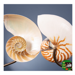 Spécimen de coquille de Nautilus chambré, tranches de coupe polies coquillages de coquille de Nautilus de style fossile pour objets de collection, bijoux - Product Image 1