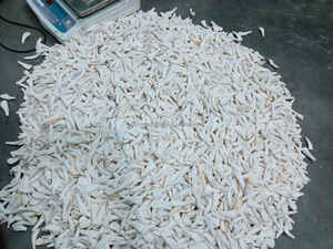 Dientes de hueso de búfalo pulidos de tamaño mixto y forma personalizada para la fabricación de joyas - Dientes blancos de estilo animal y náutico - Product Image 3