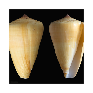 Coquille de coquillage naturel, vente en gros, coquille de coquillage sec de haute qualité, escargot de Murex - Product Image 4