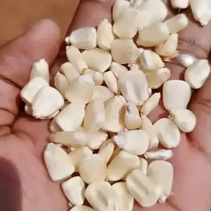 Maíz seco blanco con precio competitivo - Product Image 2