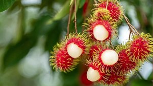 Viet Delta Vietnamese Canned Rambutan in <b>Light</b> Syrup Bulk Export Grade 12 Months Shelf Life - Product Image 2