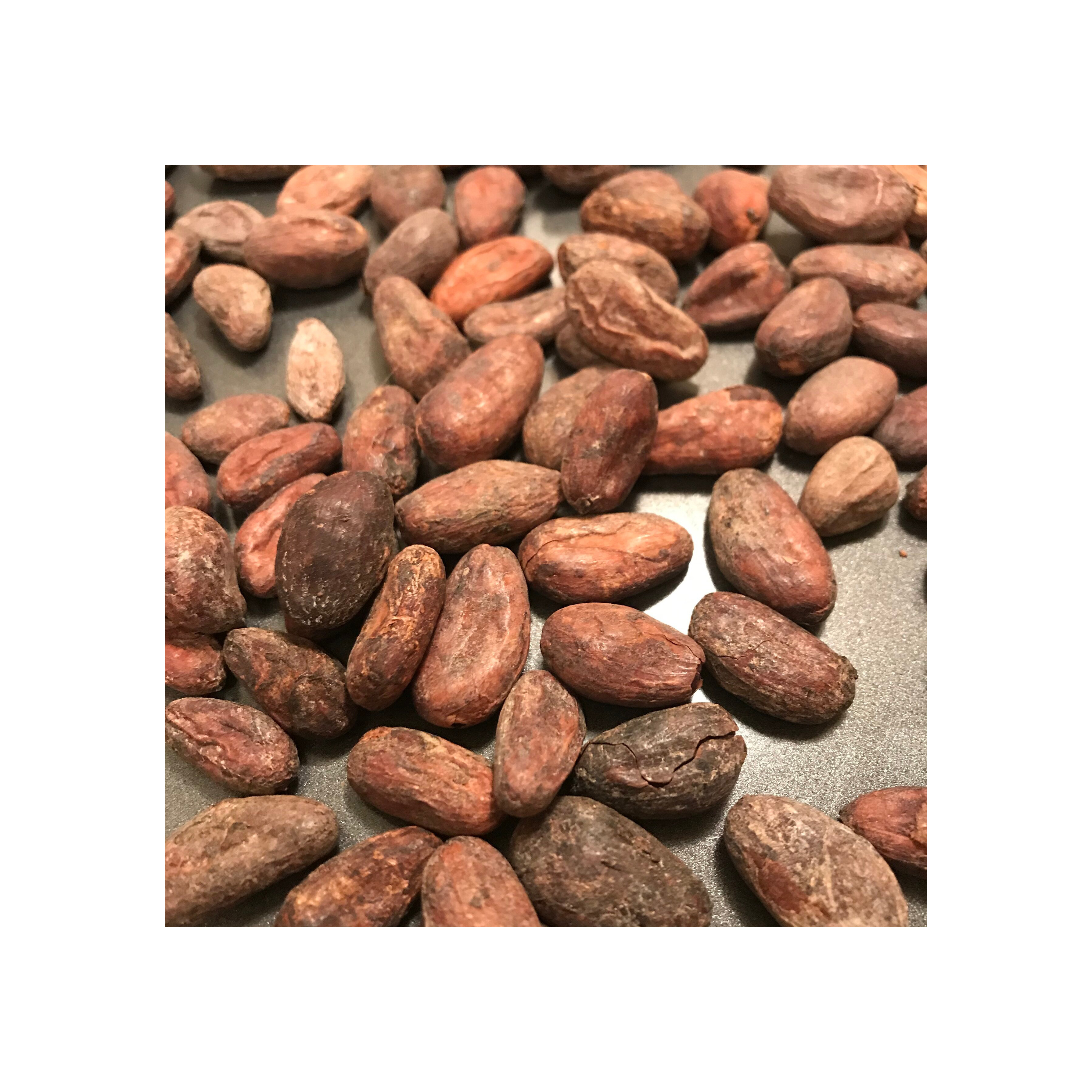 High Quality Cacao Beans Chocolate Beans of Premium Quality