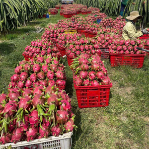 FRUTA DE DRAGÓN FRESCO TROPICAL/UNA FRUTA COLORIDA Y RICA EN NUTRIENTES PARA UN ESTILO DE VIDA SALUDABLE/HECHA EN VIETNAM - Product Image 1