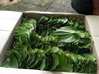 Daun Sirih Asli Vietnam SeaFarm VSF_BL03 Berkualitas Tinggi
