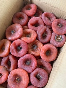 Caquis Secos Estándar de Exportación, Naturalmente Endulzados, Textura Masticable, Frutas de Primera Calidad para Distribución Global y Venta al por Menor - Product Image 4