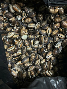 เปลือกหอยสำหรับตกแต่งสารพันแบบพรีเมี่ยมที่มีรูปทรงที่เป็นเอกลักษณ์สำหรับงานฝีมือแฮนด์เมดและการตกแต่งภายใน - Product Image 5