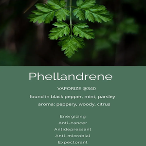 Compuesto monoterpeno orgánico natural 99% de Alfa phellandrene puro al por mayor para fragancia, sabor, cosméticos y aromaterapia - Product Image 2
