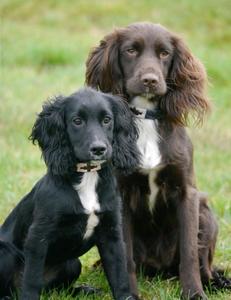 Divine International's Handcrafted Luxury Polo Spirit Dog Collar Cuero duradero de estilo sudamericano con opciones de personalización - Product Image 5