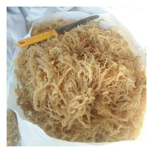 Premium Vietnam Cottonii Seamoss Seaweed High Gel Strength Cottonii Seamoss con algas naturales Color Sun Dried Packed - Product Image 1