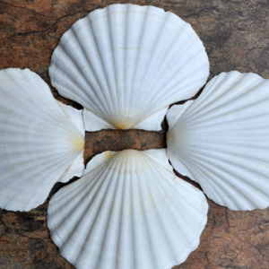 SEASHELL LISTO PARA EXPORTAR A GRANEL EXPORTANDO DESDE VIETNAM - Product Image 6