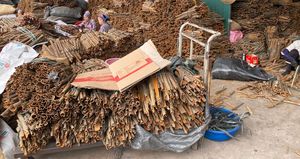 2025 séché brut AD traité Cassia cannelle Vietnam épicé bon prix Contact + 84 869981238 - Product Image 2