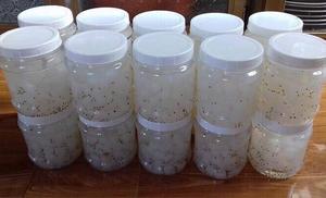 Nata de coco est fabriqué à partir d'eau de coco fraîche Nata de coco du Vietnam - Product Image 5