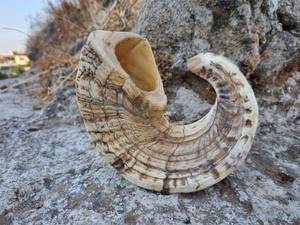 Xác thực rambam halakha shofar handmade hiện đại tự nhiên RAM sừng Tôn Giáo tùy chỉnh kích thước Rosh hashanah yom kippur cầu nguyện Kosher - Product Image 5