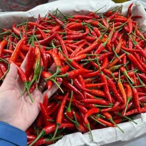 Chile fresco Premium (variedad de albahaca) de Vietnam procesamiento crudo 30 kg/paquete Color rojo buen precio con servicio postventa confiable - Product Image 3