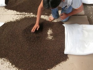 Pimienta Negra de Vietnam a Precio Económico, 550GL-500GL-500MC, Hierba Seca Caliente, Especia Fresca, Pimienta Blanca en Forma Redonda - Product Image 5