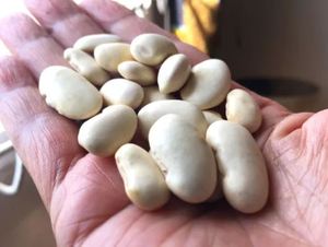 Haricots de beurre blancs naturels 100% de haute qualité 200-220 avec prix de gros pour l'exportation - Product Image 5