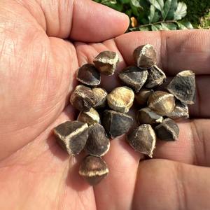 Graines de moringa les plus vendues à prix compétitif, vente en gros de graines de moringa oleifera pour les acheteurs en vrac - Product Image 4