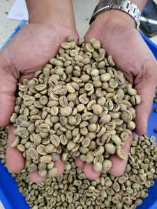 Robusta Coffee Beans Premium Agriculture Product - Product Image 2