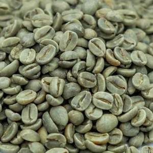 เมล็ดกาแฟอาราบิก้าออร์แกนิคพรีเมียม GCB26 เกรด Non-GMO ขายส่งทั่วโลก 100% ธรรมชาติ เวียดนาม ลัมตง - Product Image 2
