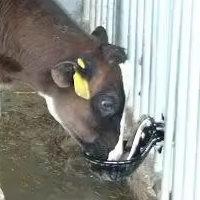 Ciotola automatica del ghisa del bevitore animale di alta qualità per l'azienda agricola del cavallo della mucca - Product Image 5