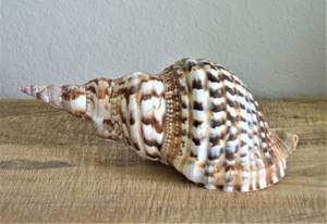 เปลือกหอยทรัมเปตเปลือกหอยไทรทันเปลือกหอยเปลือกหอยเปลือกหอยธรรมชาติ - Product Image 2