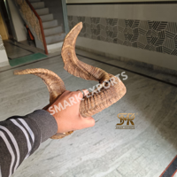 Paire d'authentiques cornes de brebis naturelles courbées pour décoration murale, projets de taxidermie, aménagement intérieur rustique et cadeaux
