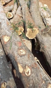 Produits très vendus en bois naturel 100% - Product Image 3