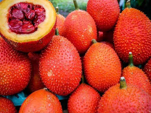 FRUTA GAC CONGELADA DE ALTA CALIDAD/PURE PREMIUM/LISTO PARA USAR/SUMINISTRO A GRANEL DE VIETNAM - Product Image 2