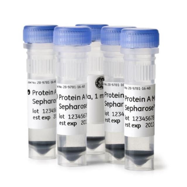 Protein Mag Sepharose Magnetic Beads 1x500ul 8mg Human IgG/mg Gel Binding Capacity Paramagnetic Agarose Matrix Laboratory