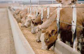 Comida de colza India Polvo seco de alto contenido de proteínas para ganado y caballo Embalaje personalizado Exportación de alimentos para peces y animales desde la India - Product Image 4