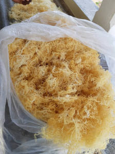 Seamoss salvajes naturales de Vietnam/seamoss secos púrpura-dorado/Sra. Beatrix - Product Image 4