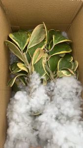 <span class=keywords><strong>Pianta</strong></span> <span class=keywords><strong>Succulenta</strong></span> Hoya Kerrii Variegata a Forma di Cuore in Vaso da 9cm per Decorazione d'Interni - Product Image 6