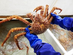 กระเป๋าเงินปูสดแบบแช่แข็งทั้งตัวปูสดสีแดงแช่แข็ง - Product Image 4