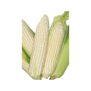 Maíz blanco de alta calidad disponible a granel a los mejores precios al por mayor - Product Image 3