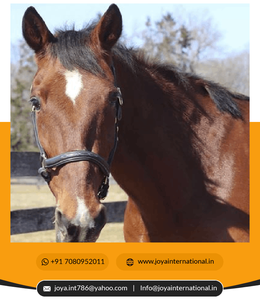 Licou de cheval en cuir personnalisé de haute qualité, vente en gros - Product Image 5