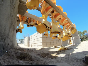 เปลือกหอยธรรมชาติวัสดุแคสซิสคอร์นูต้าเครื่องประดับจากเวียดนามออกแบบมาสำหรับการตกแต่งบ้านที่หรูหราและโครงการงานฝีมือ - Product Image 5