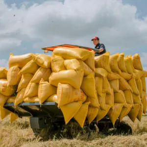 Traktör Hogico 75HP-2 in 1 fonksiyonu ile olağanüstü seviye-viet nam'da yapılan yüksek kaliteli ürün