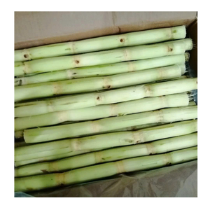 Rebanadas de caña de azúcar congeladas de primera calidad de Vietnam Caña de azúcar congelada pelada para zumos y supermercados - Product Image 6