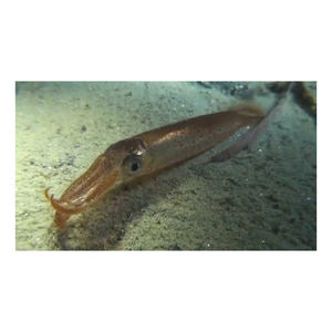 Suministro a granel de calamares japoneses con el mejor manejo de calidad - Product Image 5